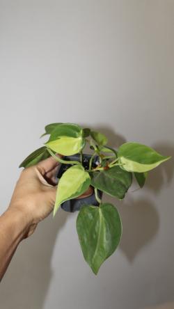Sadnice - sobne biljke: Philodendron Brasil -manja biljka